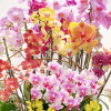 copy of PAPILLON Orchids in Planters - 4