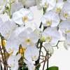 RUE DE LA HARPE Potted Orchids - 4