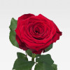 OPÉRA Roses Premiums - 4