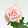 ESTRÉE Premium Roses - 4