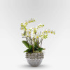 PETITS CHAMPS Potted Orchids - 1