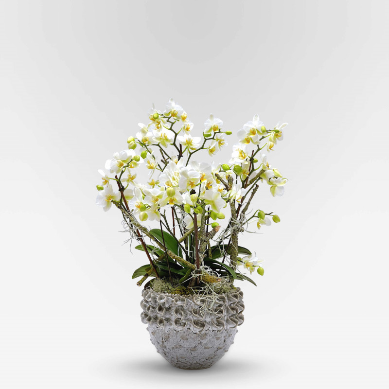 PETITS CHAMPS Potted Orchids - 2
