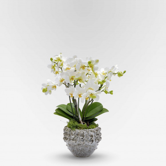 JOLIS CHAMPS Potted Orchids - 1