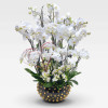 BELLISSIMA AVORIO Potted Orchids - 2