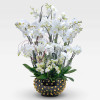 BELLISSIMA AVORIO Potted Orchids - 1