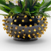BELLISSIMA AVORIO Potted Orchids - 5