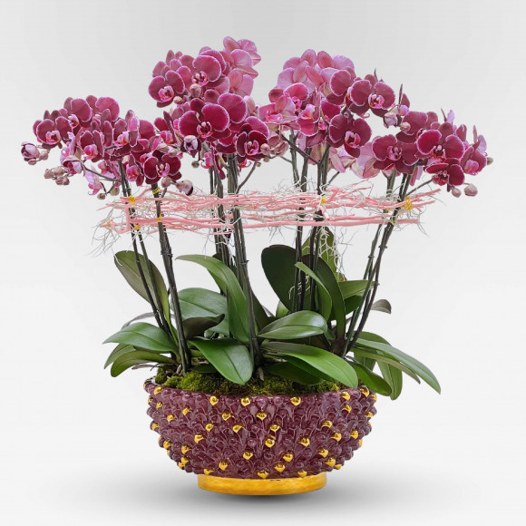 SHERAZADE Potted Orchids - 1