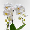 copy of GALERIE VIVIENNE Potted Orchids - 4