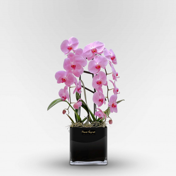 GALERIE MONTMARTRE Coupes d'Orchidées - 1