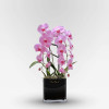 GALERIE MONTMARTRE Potted Orchids - 1