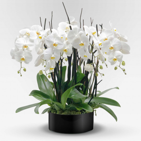 ROTONDE Potted Orchids - 1