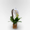 QUAI DE LA TOURNELLE Potted Orchids - 4