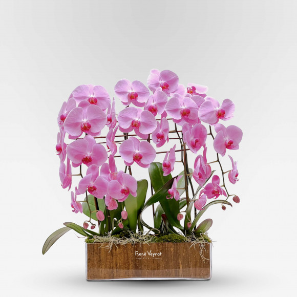 QUAI DES ORFÈVRES Potted Orchids - 1
