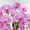 QUAI DES ORFÈVRES Potted Orchids - 4