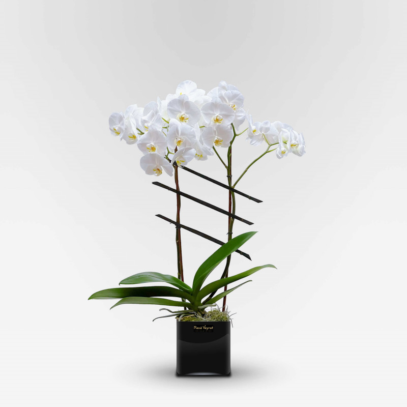ALLÉE DES CYGNES Potted Orchids - 2