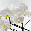 ALLÉE DES CYGNES Potted Orchids - 3