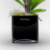 ALLÉE DES CYGNES Potted Orchids - 5