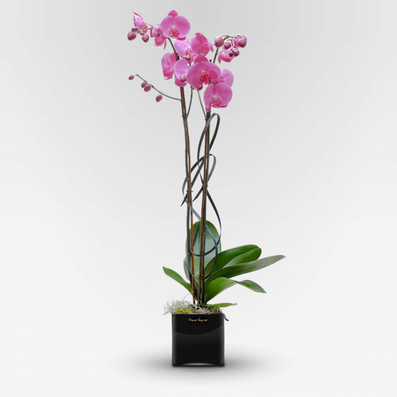 ALLÉE DES DAMES Potted Orchids - 1