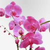 ALLÉE DES DAMES Potted Orchids - 3