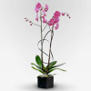 ALLÉE DES DAMES Potted Orchids - 4