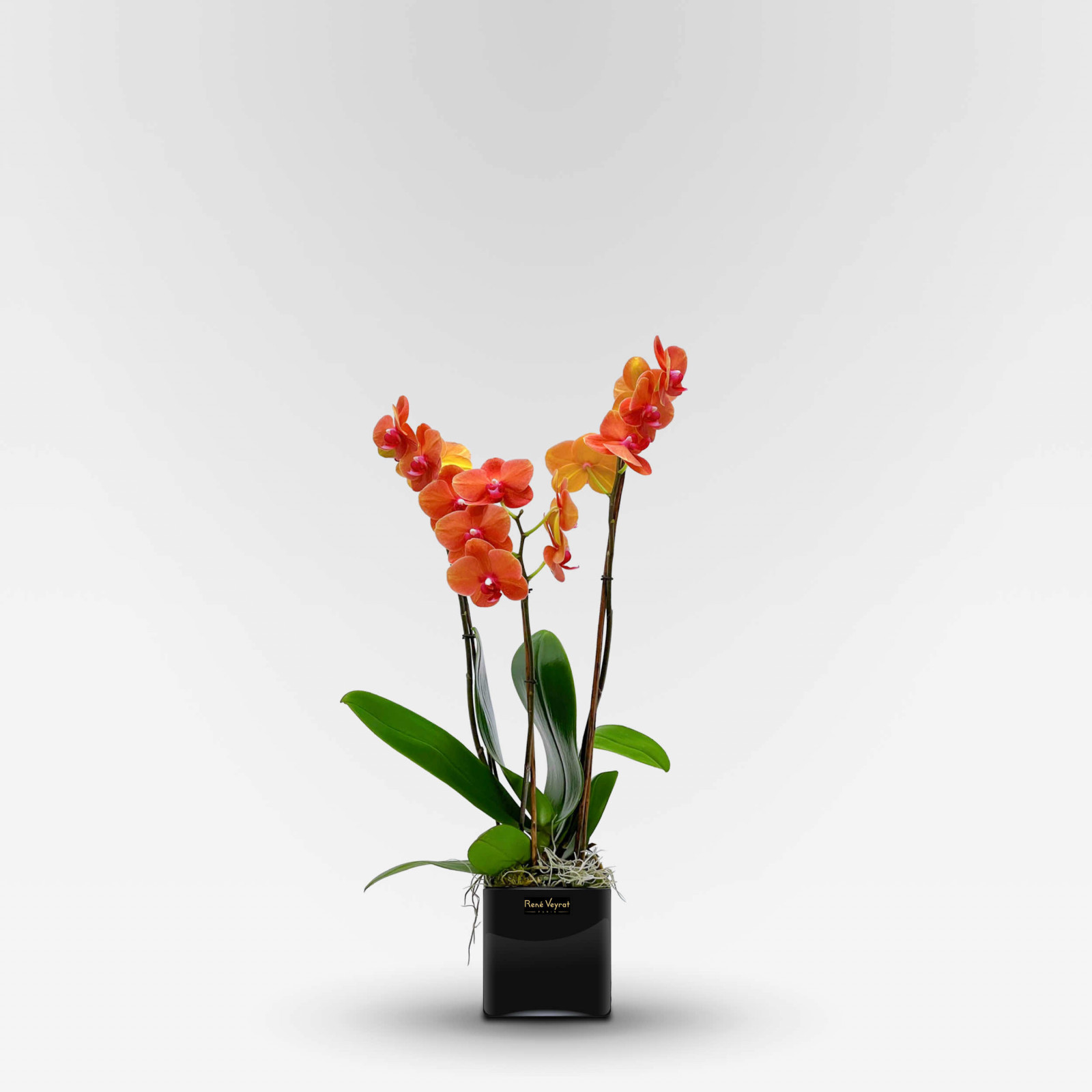 ALLÉE VIVALDI Potted Orchids - 6