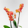 ALLÉE VIVALDI Potted Orchids - 7