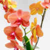 ALLÉE VIVALDI Potted Orchids - 8