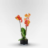 ALLÉE VIVALDI Potted Orchids - 9