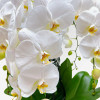 ROTONDE Potted Orchids - 13