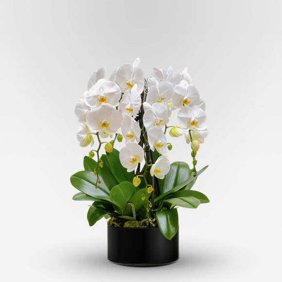 ROTONDE Coupes d'Orchidées - 6