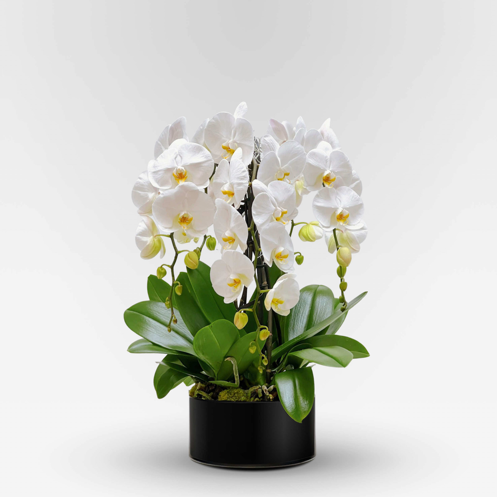 ROTONDE Potted Orchids - 6