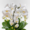 ROTONDE Potted Orchids - 7