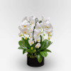 ROTONDE Potted Orchids - 9