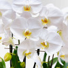 QUAI DE LA TOURNELLE Potted Orchids - 3