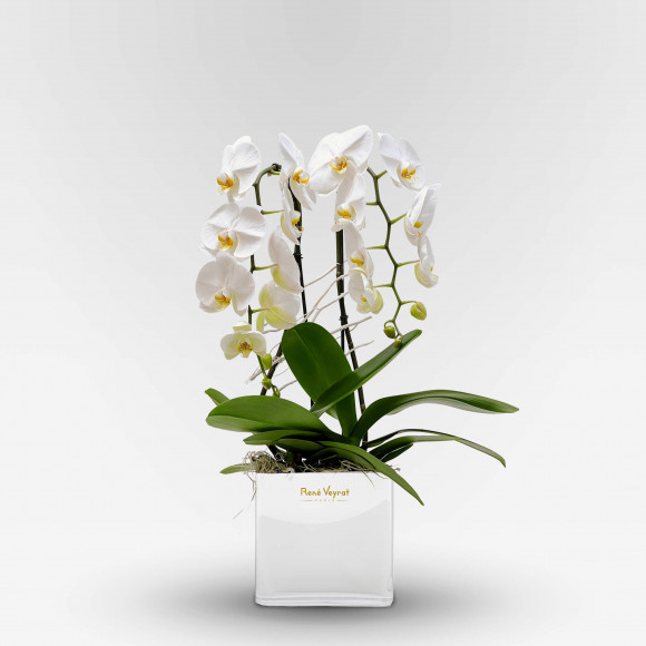 GALERIE VIVIENNE Coupes d'Orchidées - 1