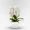 GALERIE VIVIENNE Potted Orchids - 1