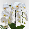 GALERIE VIVIENNE Potted Orchids - 3