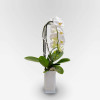 GALERIE VIVIENNE Potted Orchids - 2