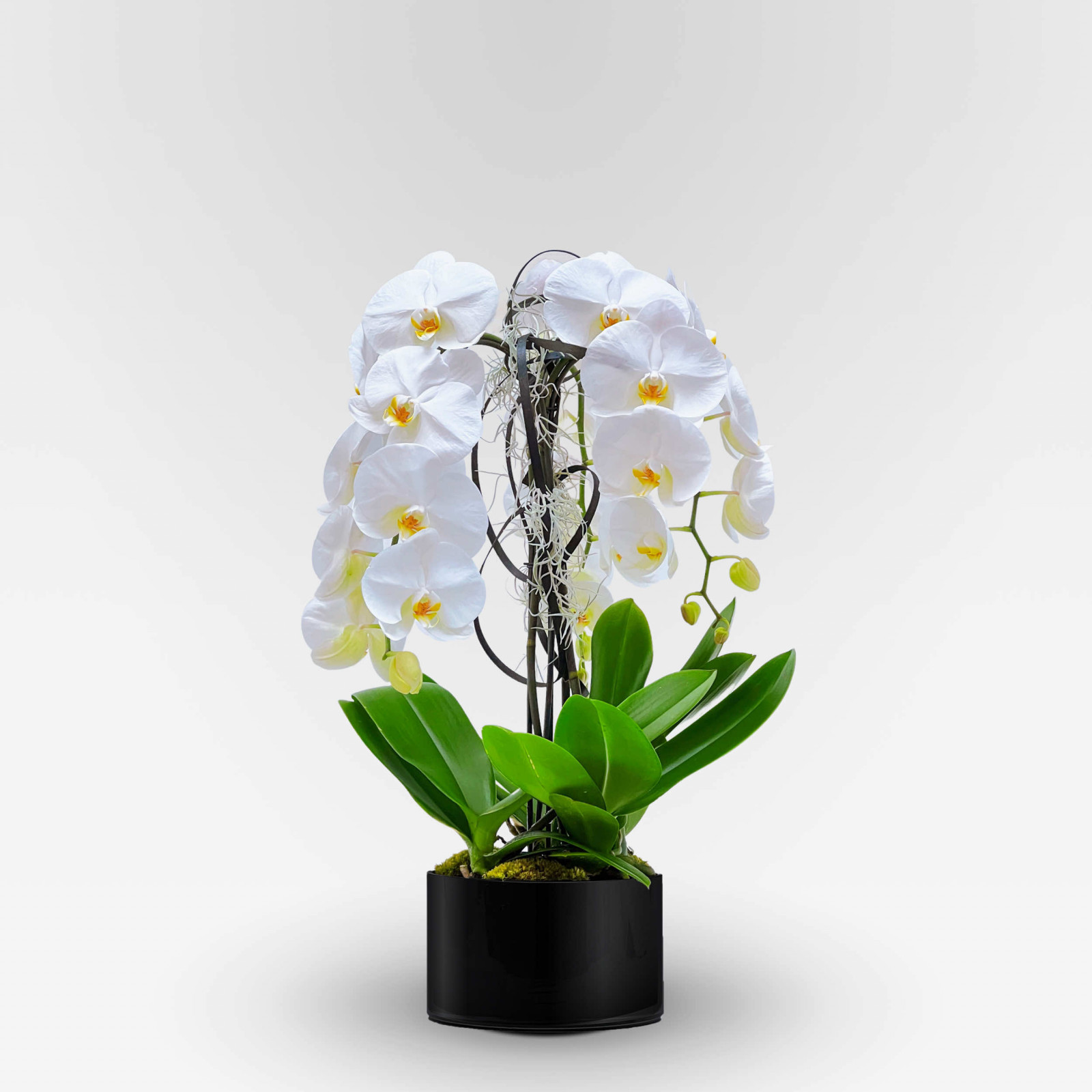 ROTONDE M Potted Orchids - 1