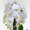 ROTONDE M Potted Orchids - 2