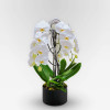 ROTONDE M Potted Orchids - 4
