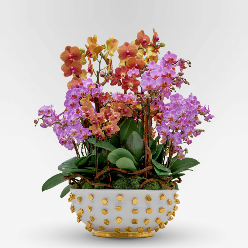 VERDI PLANTER Potted Orchids - 1