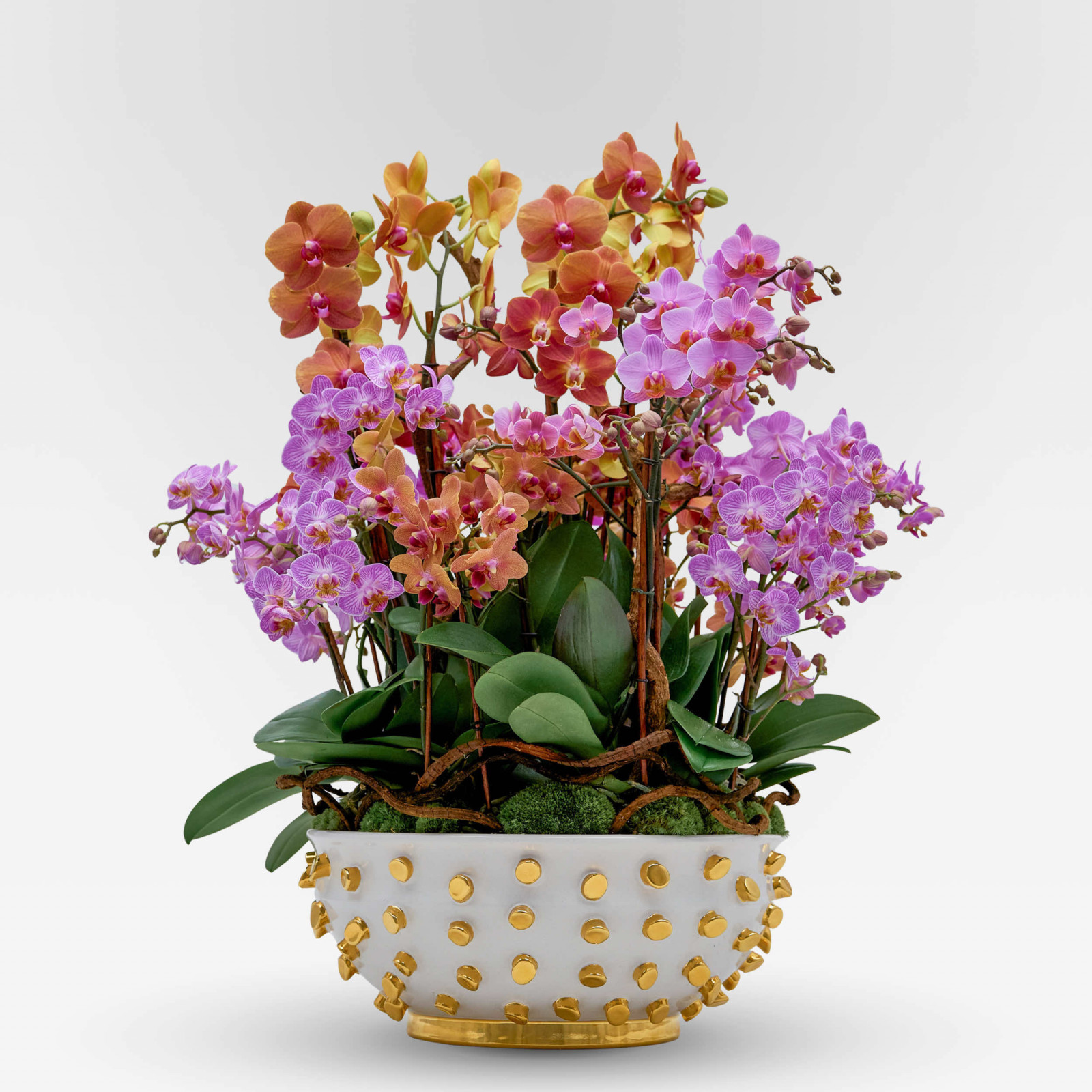 VERDI PLANTER Potted Orchids - 1