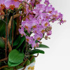 VERDI PLANTER Potted Orchids - 4