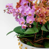 VERDI PLANTER Potted Orchids - 5