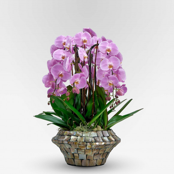 BELLA ROSA  XXX - Slider - 1