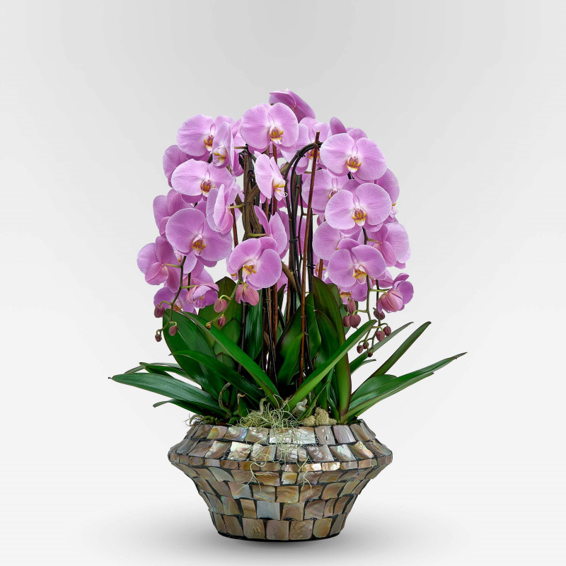 copy of VERDI PLANTER  XXX - Slider - 1