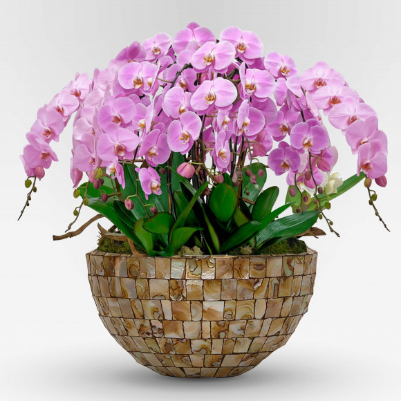 copy of BELLA ROSA  XXX - Slider - 1