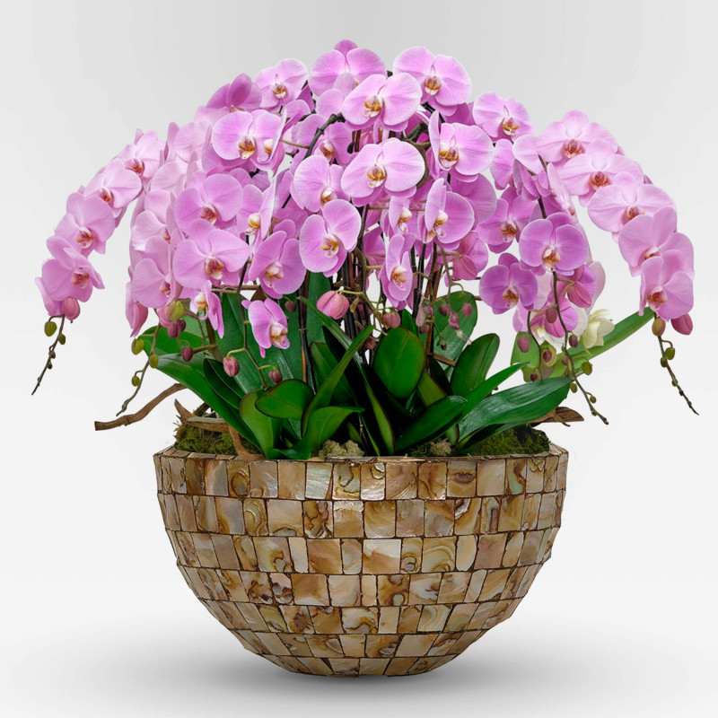 copy of BELLA ROSA  XXX - Slider - 1