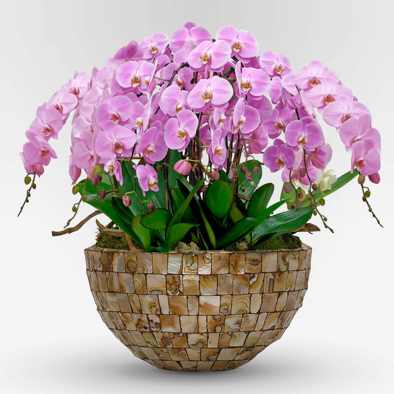 copy of BELLA ROSA  XXX - Slider - 1